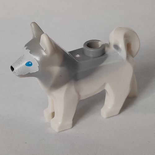Animal, Dog, Husky with Blue Eyes, Black Nose Print and Marbled Light Bluish Gray Ears and Back Pattern